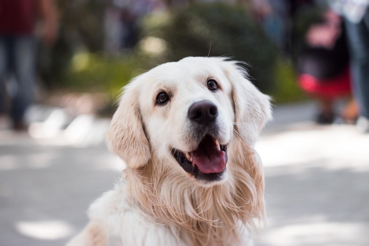Cane adulto sereno e felice