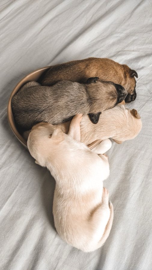 Cuccioli che dormono insieme nella cucciolata